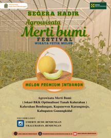 SEGERA HADIR AGROWISATA MERTI BUMI KALURAHAN BENDUNGAN, WISATA PETIK MELON